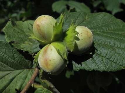 The hazelnuts of the hazel tree, containing and safeguarding the knowledge of the Celtic gods.