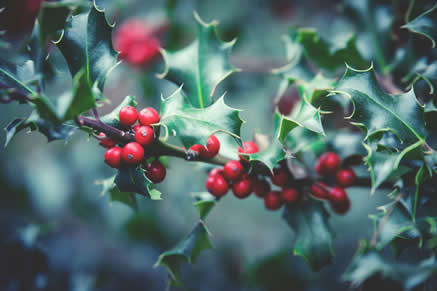 Holly branch, sacred tree of the Celts.