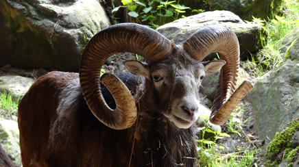 The ram, the brute force of Celtic nature.