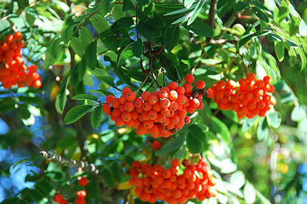 
Branch of rowan tree with its red fruits