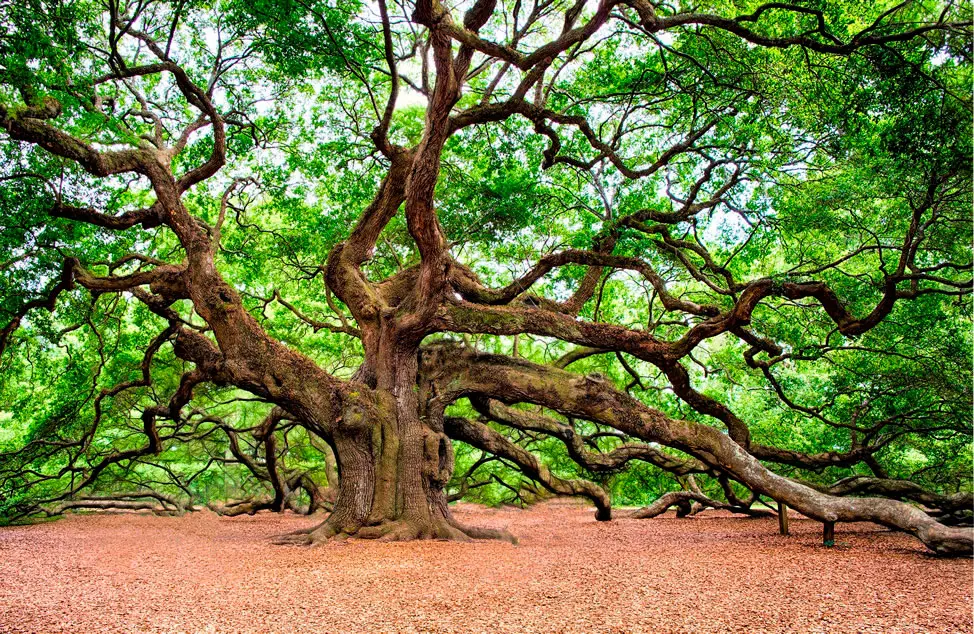 Sacred Celtic oak tree.