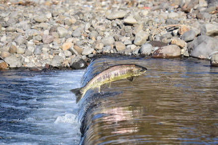 The salmon, a prominent symbol of sacred Celtic knowledge.