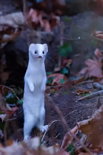 Celtic ermine symbol, warrior and purity