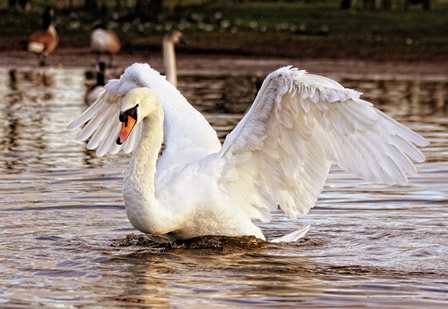 
The swan, the Celtic messenger of the dead