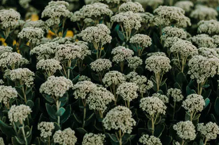 A field of yarrow, a sacred Celtic plant.