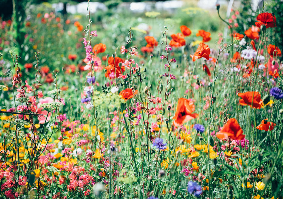 Fields of flowers