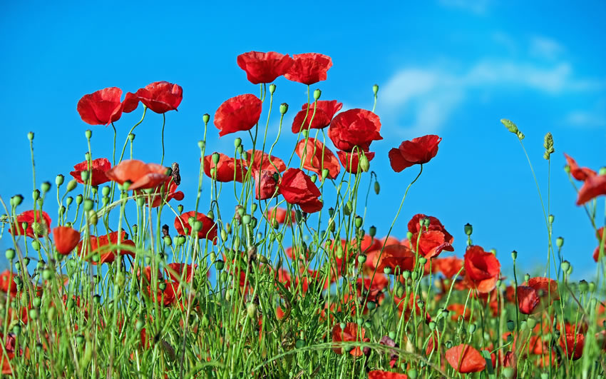 poppy fields