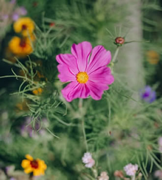 cosmos flowers