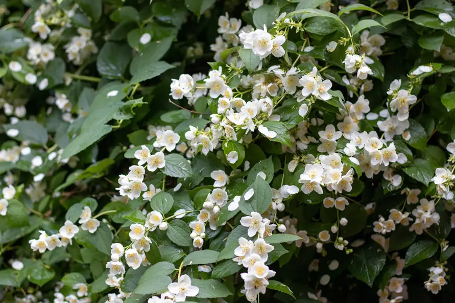 Jasmine flower bush