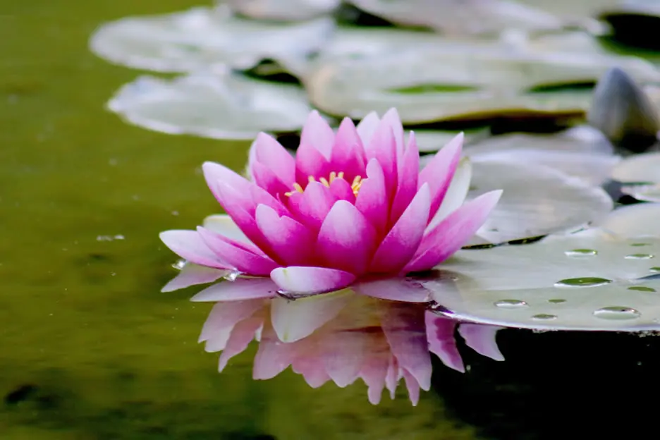Lotus pond
