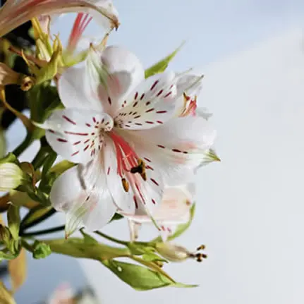 Lily