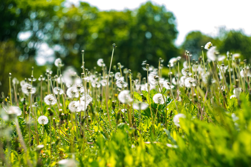 Dandelion Fields