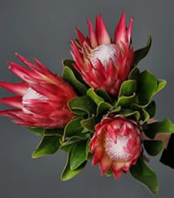 Protea flowers