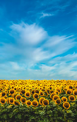 sunflower fields