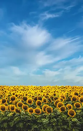 Sunflower fields