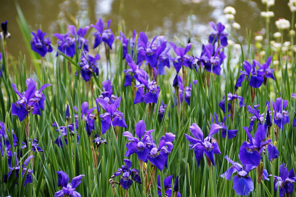 iris fields