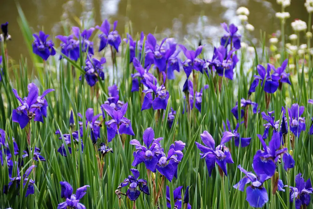 Iris fields