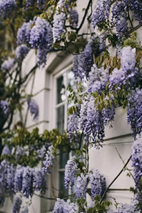 Facade of house covered with bunches of wisteria