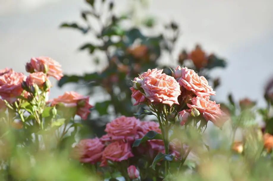 Rose flower