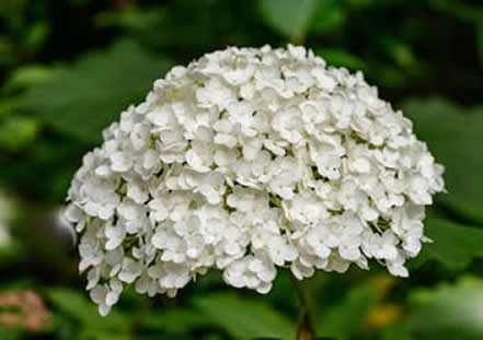 Hydrangea