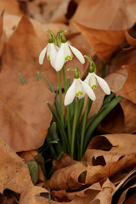 Snowdrop