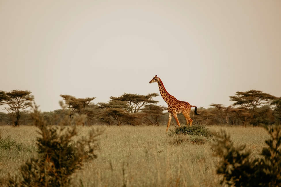 The savanna, a landscape typical of Africa.