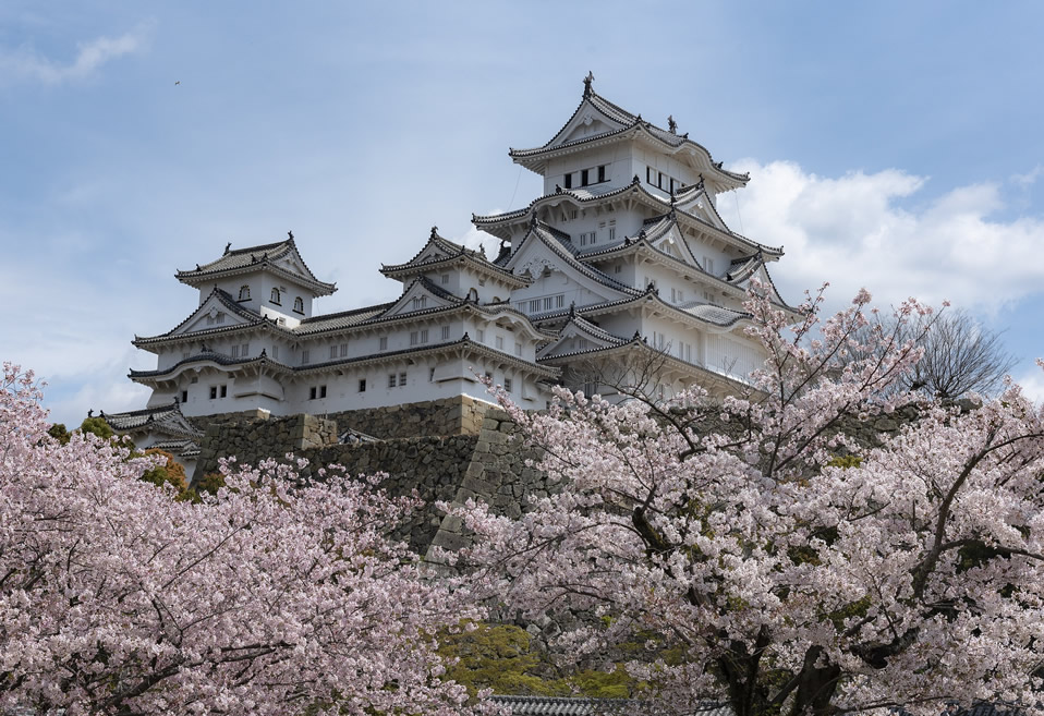 Japanese palace and cherry trees 