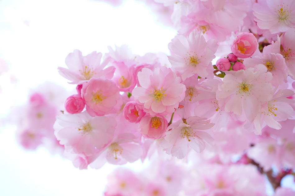 Cherry blossom branch