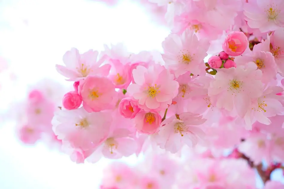 Cherry blossom branch