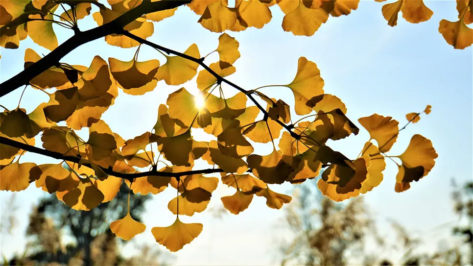 Branches and leaves of ginkgo biloba