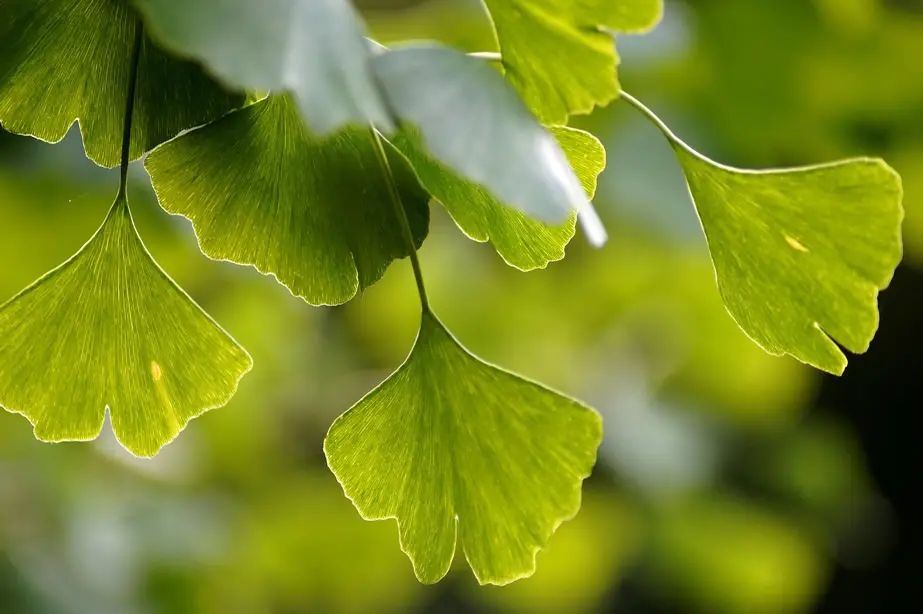 Branches and leaves of ginkgo biloba