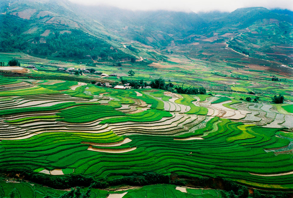 Japanese rice field 