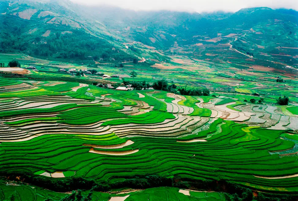 Japanese rice field