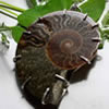 healing properties of ammonite