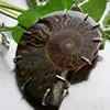 Healing properties of ammonite