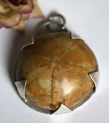 History and healing properties of fossil urchin